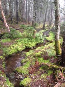 39775306_10156605288454600_7531426007681597440_n